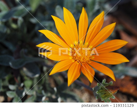 橙色花雜色菊 119331129