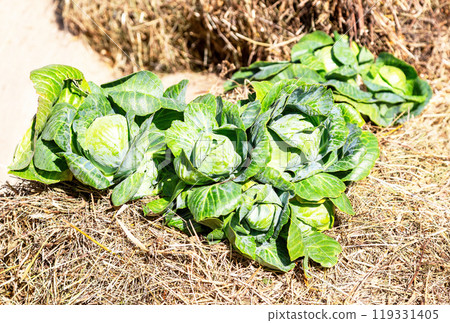 Green fresh cabbage of new harvest 119331405
