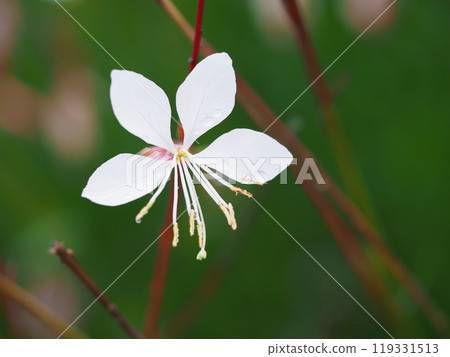 The lovely flower Gaura 119331513