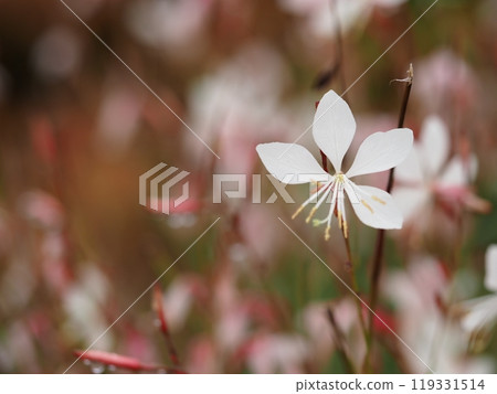 The lovely flower Gaura 119331514