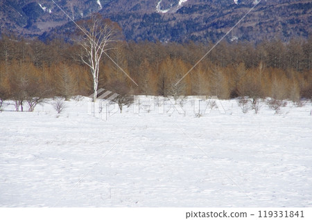 冬天的小田代原夫人 119331841
