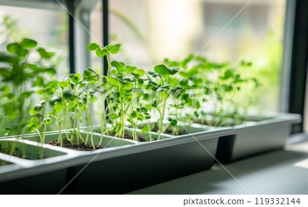 Fresh microgreens sprouting in plastic containers on windowsill. Urban gardening and healthy eating concept with natural light and blurred background 119332144