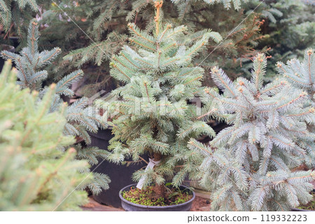 Variety of Christmas tree seedlings in pots are sold in store. Seedlings of coniferous plants for landscape design. 119332223