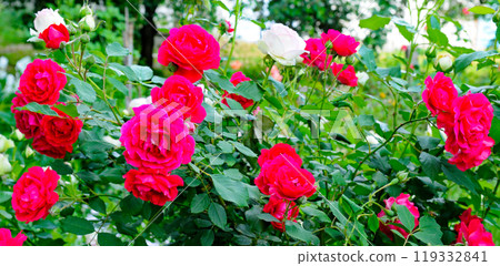Red roses in the summer flowerbed. Wide photo. 119332841