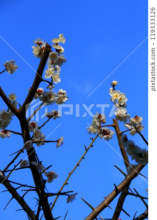 Plum blossoms in the blue sky Plum blossoms in the blue sky 119333126