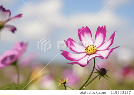 Beautiful white-pink cosmos and white clouds against the blue sky - close-up Beautiful white-pink cosmos and white clouds against the blue sky - close-up 119333127