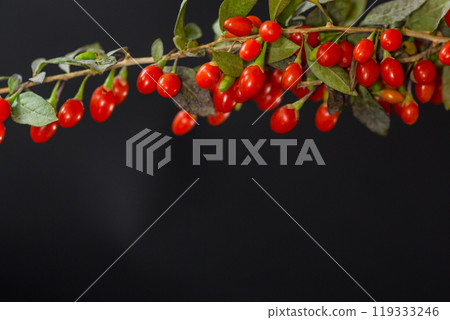 fresh ripe red goji berries on a branch, isolated on black background fresh ripe red goji berries on a branch, isolated on black background 119333246