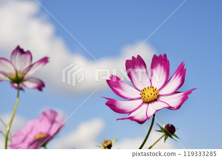 Beautiful white-pink cosmos and white clouds close-up on blue sky background Beautiful white-pink cosmos and white clouds close-up on blue sky background 119333285