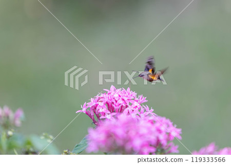 星鳳雀在空中盤旋，從花朵中吸取花蜜 119333566