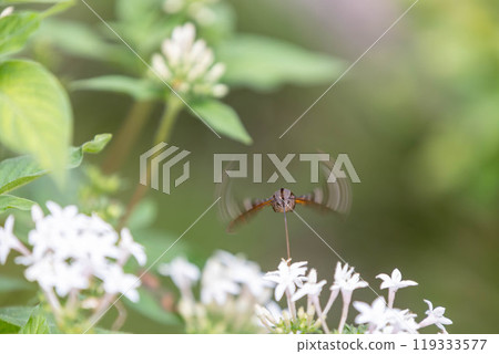 A Hawk Moth sucking nectar from a flower while hovering - The Spotted Hawk Moth 119333577