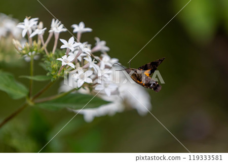 星鳳雀在空中盤旋，從花朵中吸取花蜜 119333581