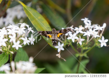 星鳳雀在空中盤旋，從花朵中吸取花蜜 119333593