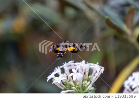 A Hawk Moth sucking nectar from a flower while hovering - The Spotted Hawk Moth 119333599
