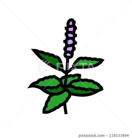 holy basil ayurvedic herb color icon vector illustration 119333994