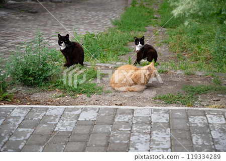 Three cats sitting on a paved pathway with green foliage in the background. 119334289
