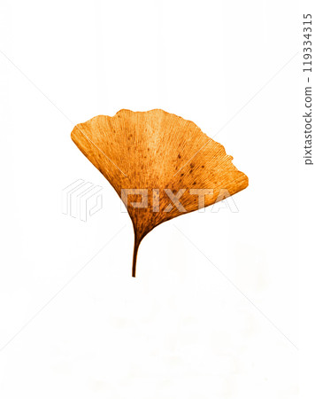 Ginkgo biloba on white background 119334315