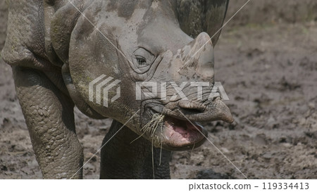 White Rhinoceros eating grass 119334413