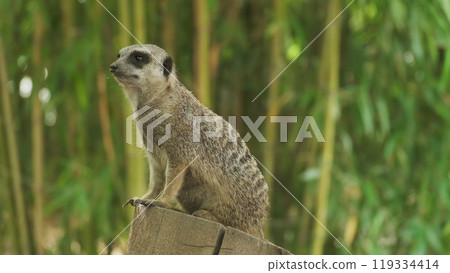 Meerkat animal sitting 119334414