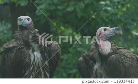 Pair of vulture bird Pair of vulture bird 119334415