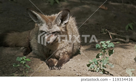 Bat Eared Fox 119334416