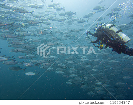 A scuba diver in the middle of a large school of Big eye Trevally, Jackfish, or Caranx sexfasciatus A scuba diver in the middle of a large school of Big eye Trevally, Jackfish, or Caranx sexfasciatus 119334547