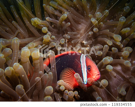 Tomato anemonefish, Amphiprion frenatus, in the host anemone, Puerto Galera, Philippines 119334555