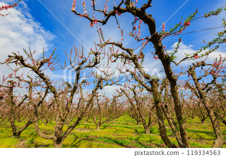Sunny view of beautiful Peach flower blossom Sunny view of beautiful Peach flower blossom 119334563
