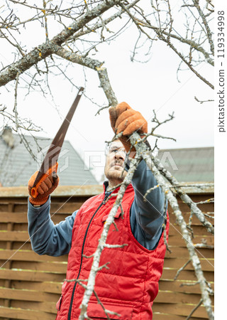 Pruning trees in an autumn garden. Close-up of hands with a saw cutting old branches. Pruning trees in an autumn garden. Close-up of hands with a saw cutting old branches. 119334998