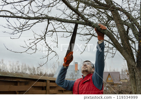Pruning trees in an autumn garden. Close-up of hands with a saw cutting old branches. Pruning trees in an autumn garden. Close-up of hands with a saw cutting old branches. 119334999