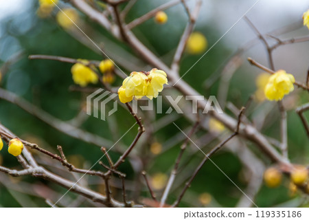 Yellow Royby Flower Yellow Royby Flower 119335186