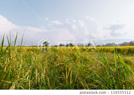 Rice field in Thailand. 119335312