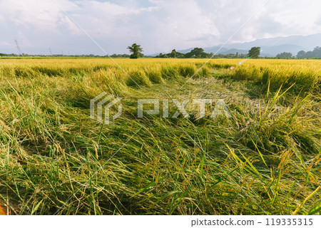 Rice field in Thailand. 119335315