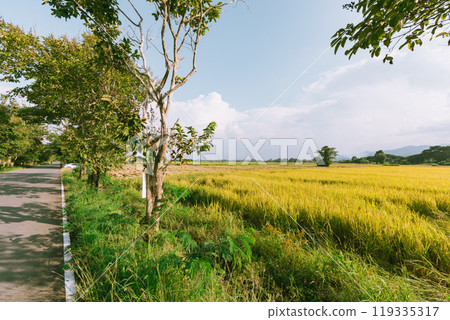 Rice field in Thailand. 119335317