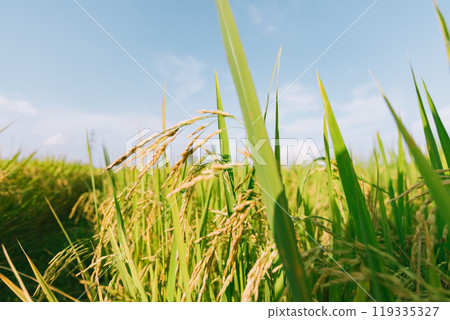 Rice field in Thailand. 119335327
