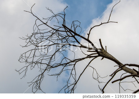 Dead branches stretching into the blue sky 119335359