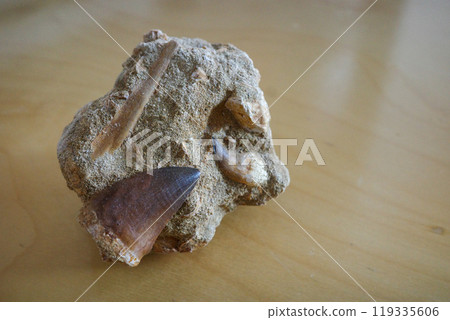 Late Cretaceous mosasaur tooth from Morocco 119335606