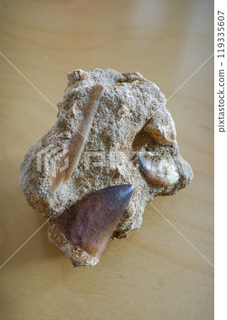 Late Cretaceous mosasaur tooth from Morocco Late Cretaceous mosasaur tooth from Morocco 119335607