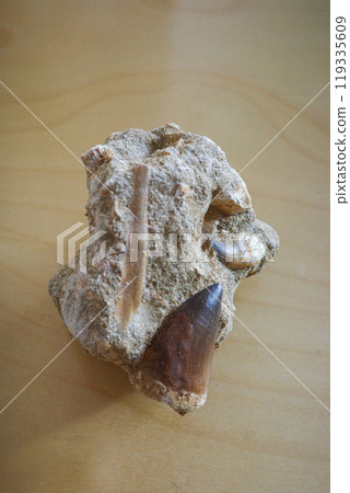 Late Cretaceous mosasaur tooth from Morocco Late Cretaceous mosasaur tooth from Morocco 119335609