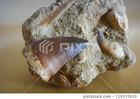 Late Cretaceous mosasaur tooth from Morocco Late Cretaceous mosasaur tooth from Morocco 119335610