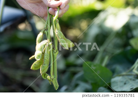 Black soybean edamame Black soybeans 119335781