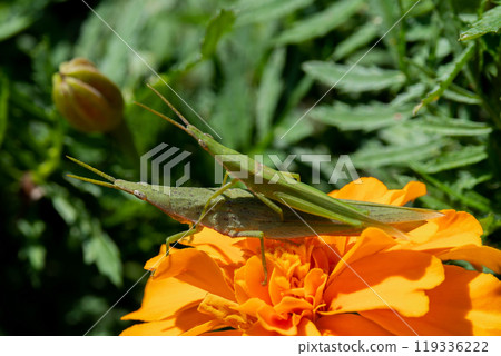 Orange marigolds and a green grasshopper resting on a female 119336222