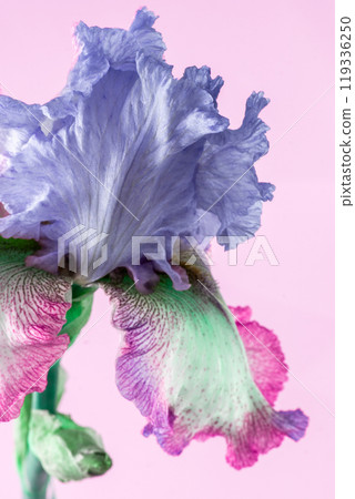 Iris flower bud 119336250