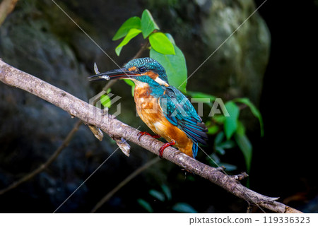 Kingfish that sticks to trees 119336323