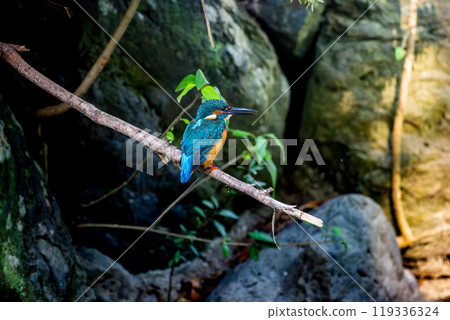 Kingfish that sticks to trees 119336324