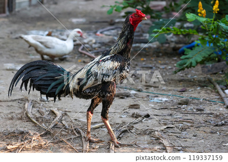 The fighting cock in garden nature farm The fighting cock in garden nature farm 119337159