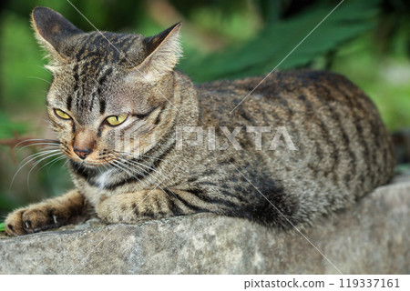 Close up head gray cat is rest on the wall Close up head gray cat is rest on the wall 119337161