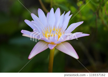 close up lotus flower yellow and purple color is so beautiful close up lotus flower yellow and purple color is so beautiful 119337162