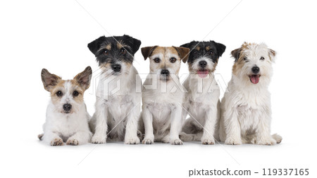 Jack Russel dogs on white background 119337165