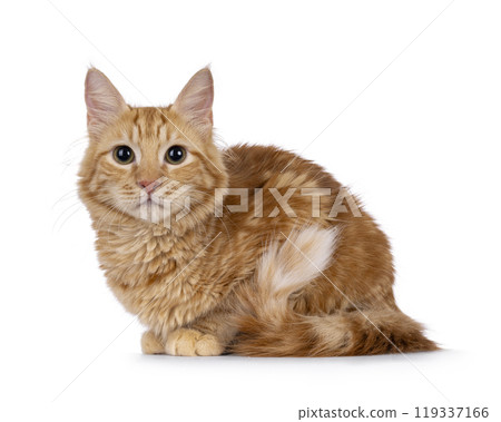 Aphrodite Giant Longhair cat on white background 119337166