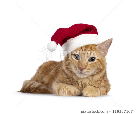 Aphrodite Giant Longhair cat on white background 119337167